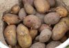 Kartoffeln aus eigenem Anbau ernten