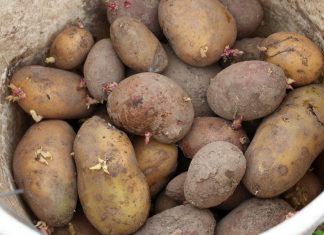 Kartoffeln aus eigenem Anbau ernten