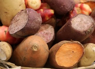 Süßkartoffeln selbst anbauen