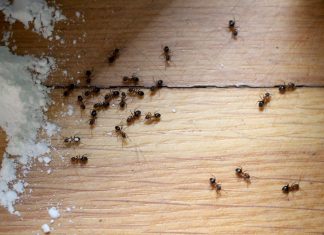 Ameisen erfolgreich bekämpfen