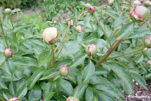 Peonies, plantes Paeonia