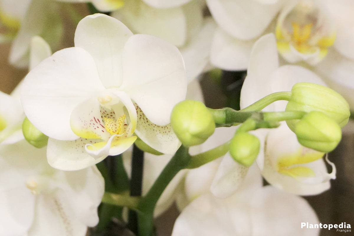 Phalaenopsis, Orchidée papillon