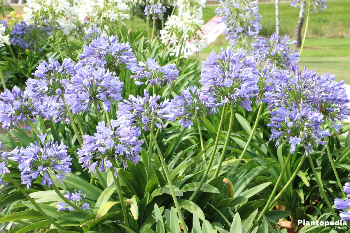 The Lily Of The Nile Flower Agapanthus Plant How To Grow And Care Plantopedia
