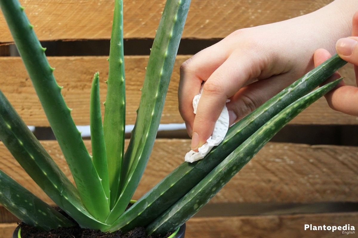 How to care for an indoor aloe vera plant