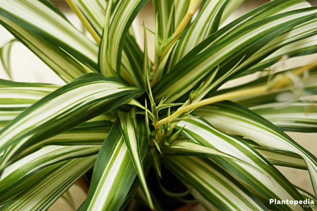Chlorophytum Comosum also ribbon plant