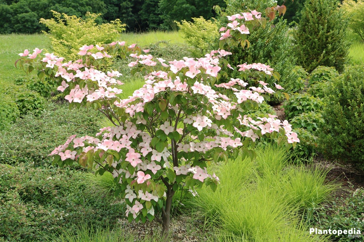 cornus kousa, chinensis/japanese dogwood tree - how to plant and