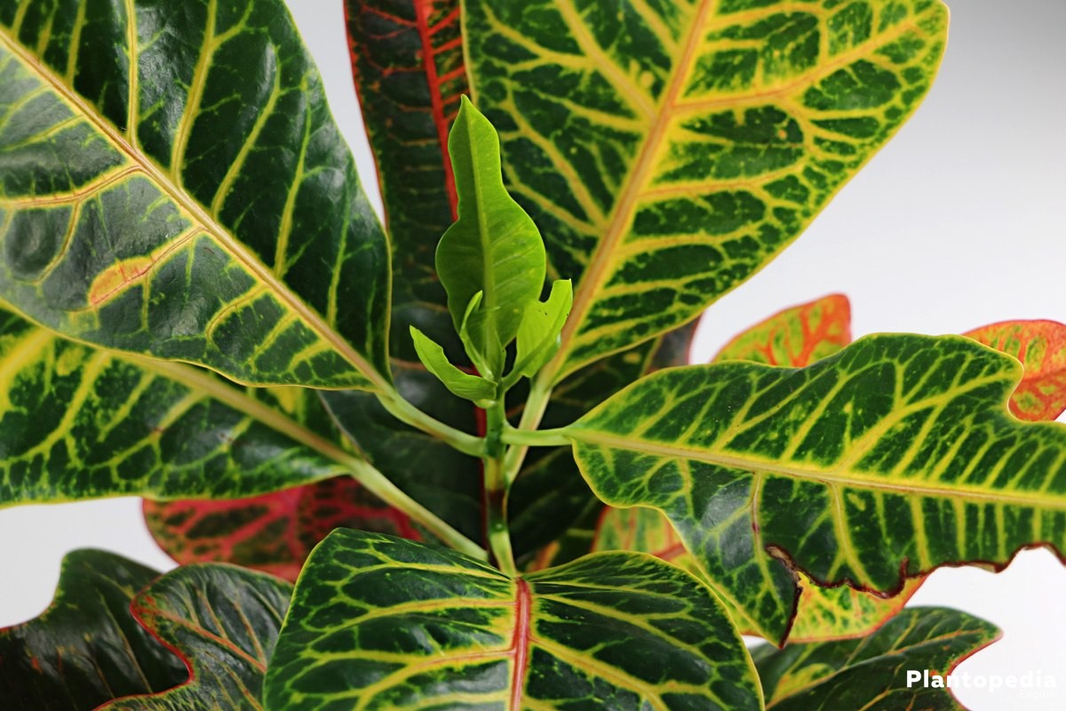 crotons, codiaeum variegatum - how to grow and care for house