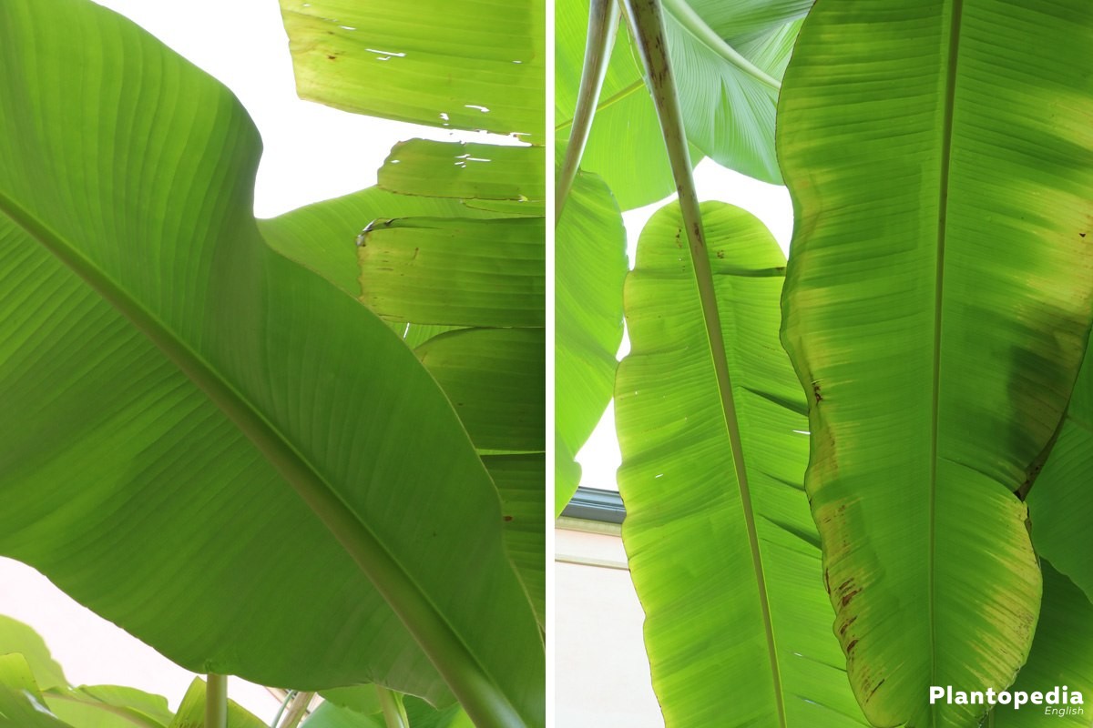 leaves of a banana plant