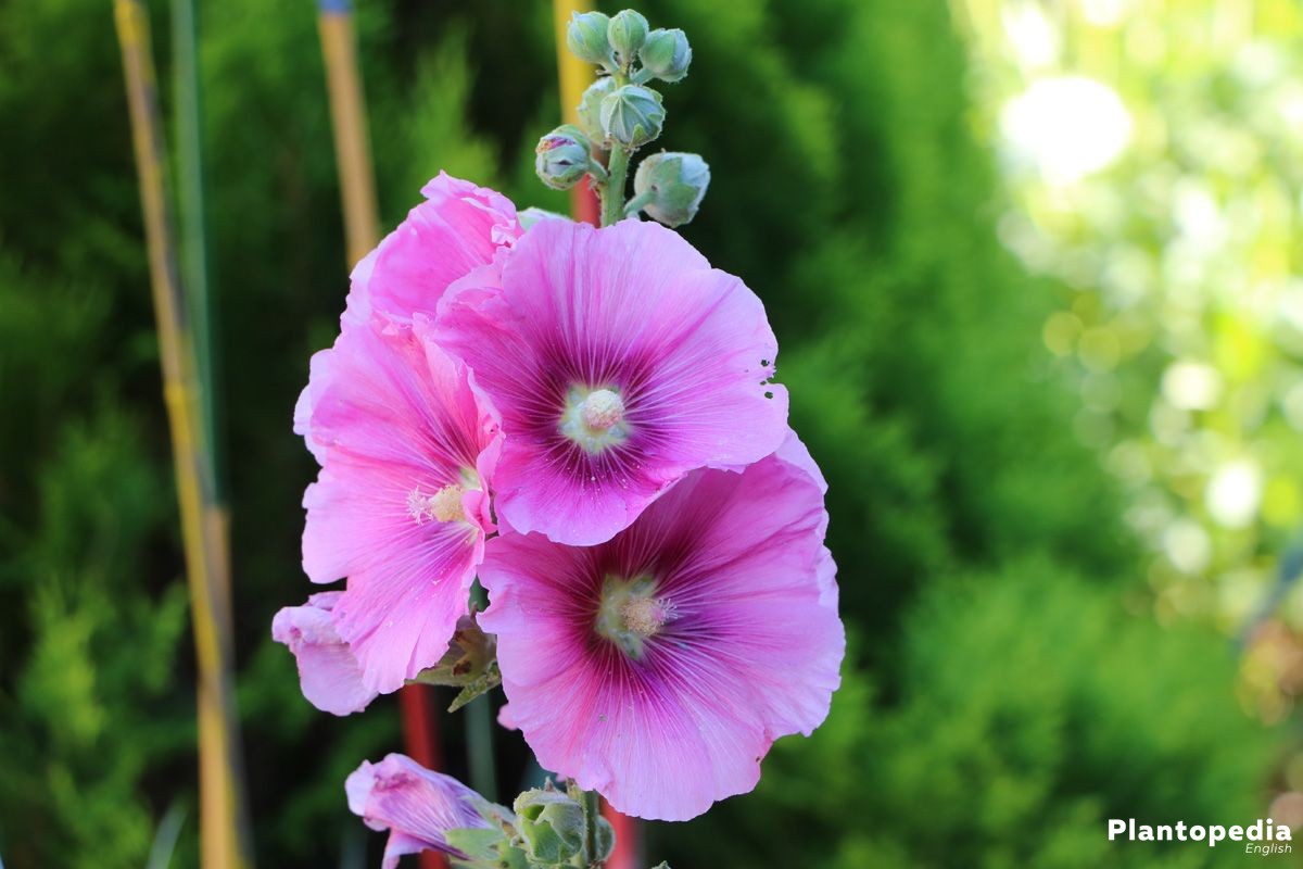 hollyhock flower, alcea rosea - plant care and grow from seeds