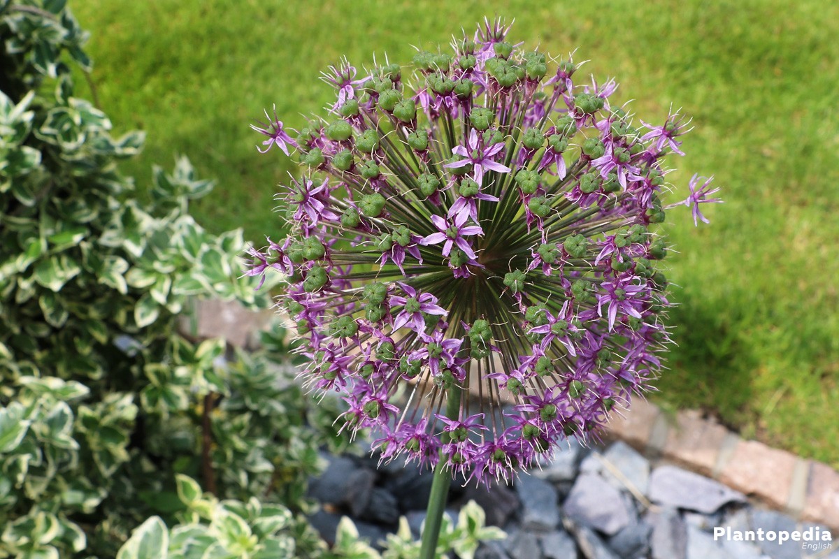 Allium Flower Bulbs