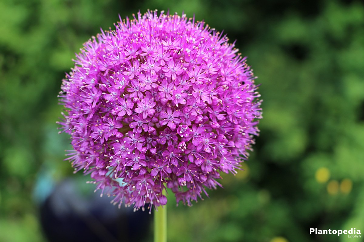 allium flower bulbs - how to plant, grow and core for allium