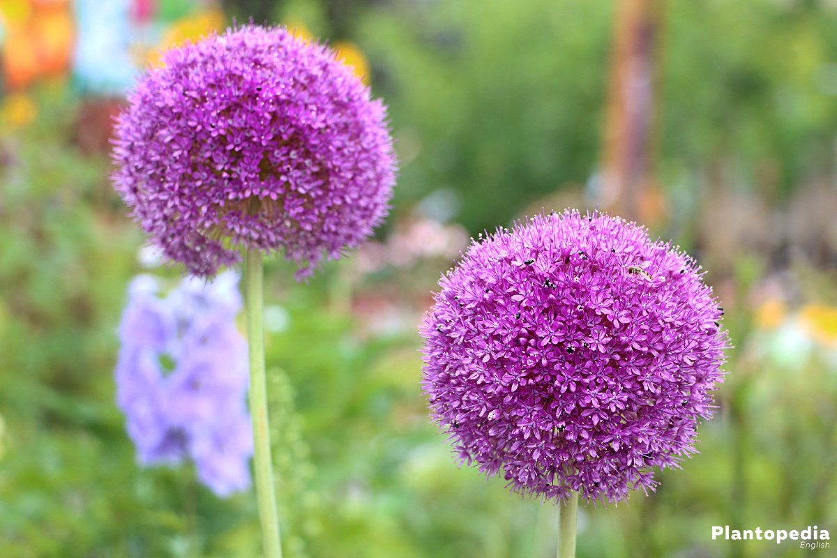 Allium Flower Bulbs How To Plant Grow And Core For Allium Plantopedia