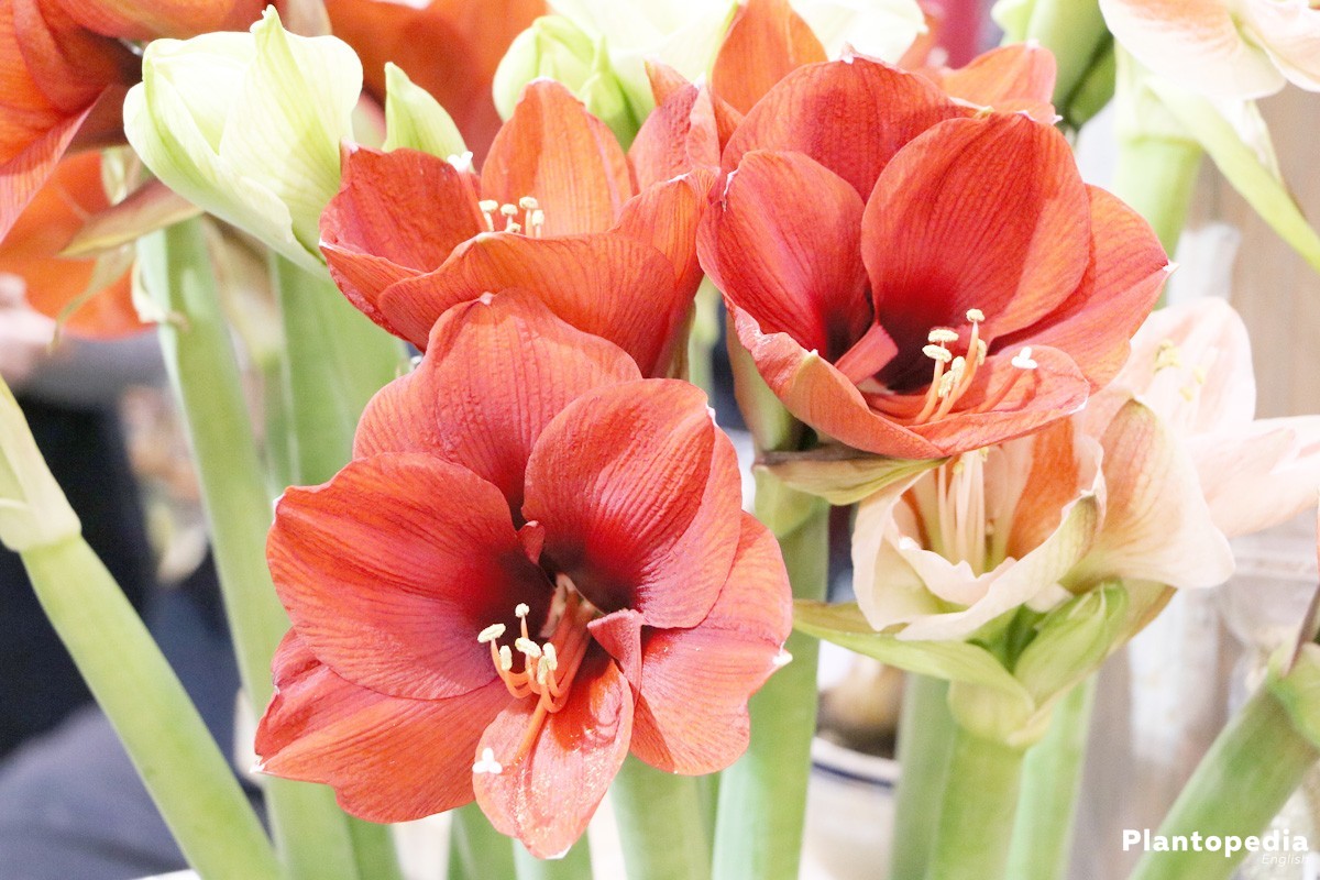 Amaryllis with red blossom color