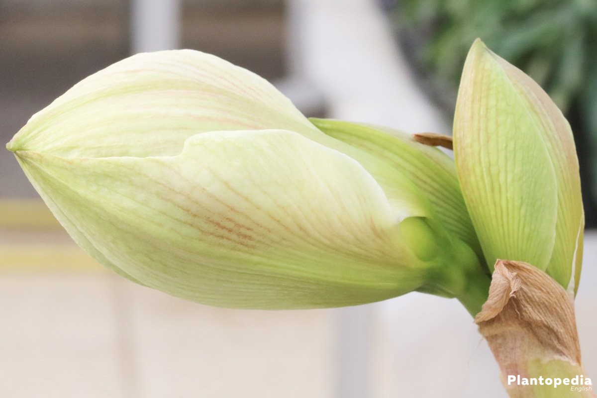 Amaryllis, Hippeastrum - is a rather demanding plant