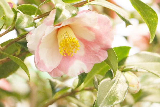 Camellia Japonica with delicate flower color