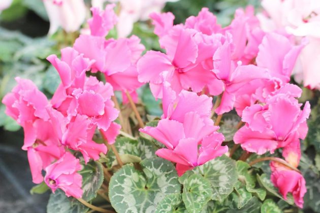 Cyclamen with pink flowers