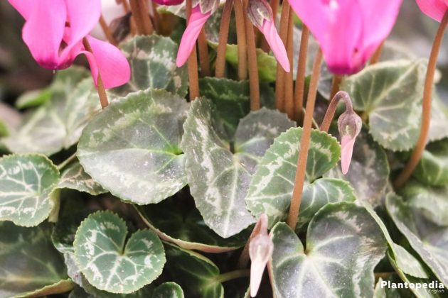 Cyclamen with several closed buds