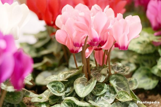 Cyclamen with pink flower color