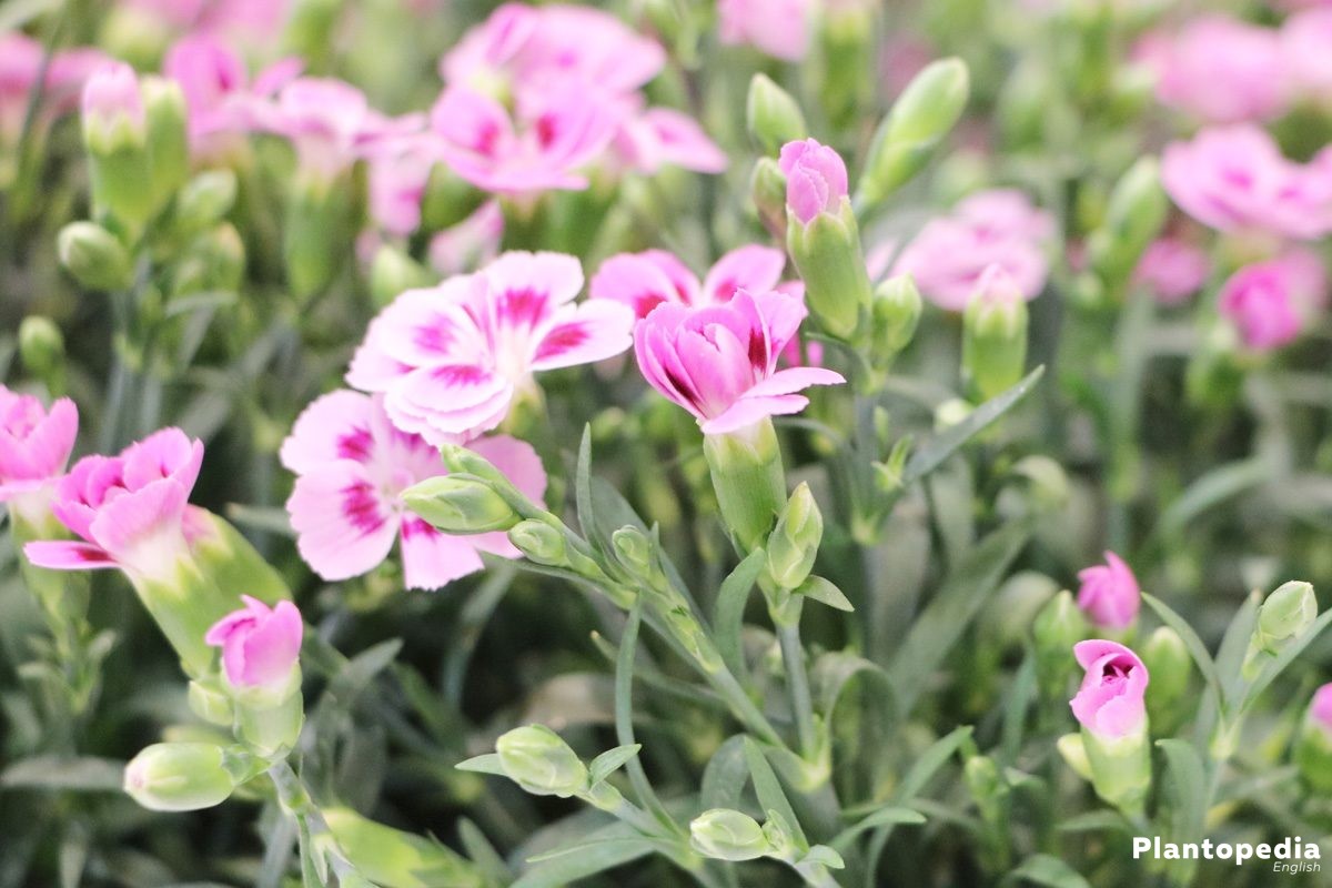 Dianthus Angelo del desiderio-giardino rosa-Pianta in vaso di 4" 