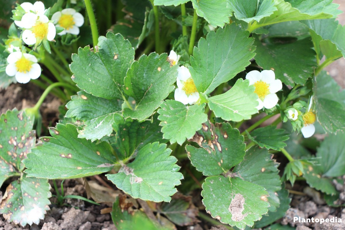 strawberry plant in bloom