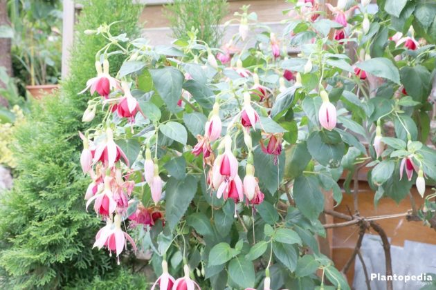 Fuchsia - a plant for the garden or the balcony