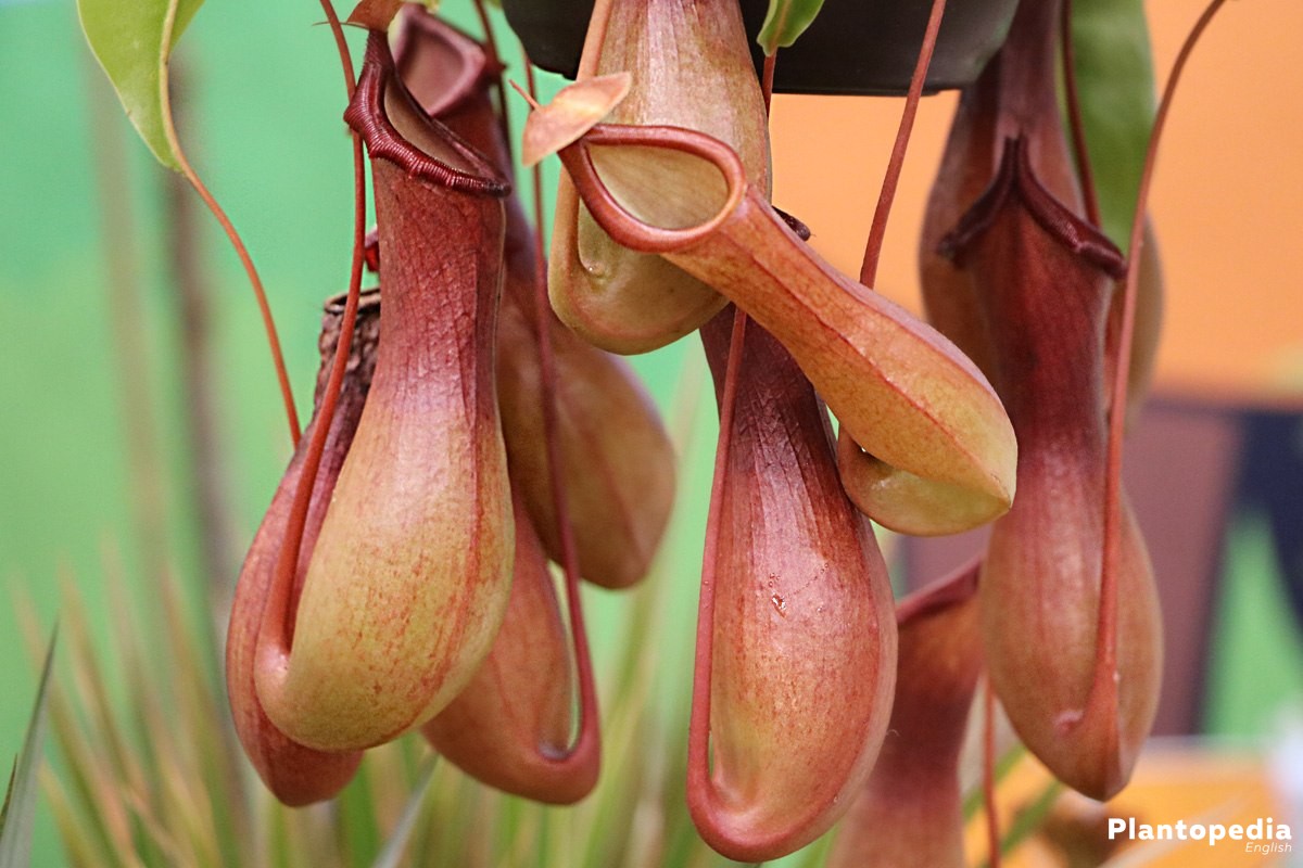 Nepenthes - Pitcher plant
