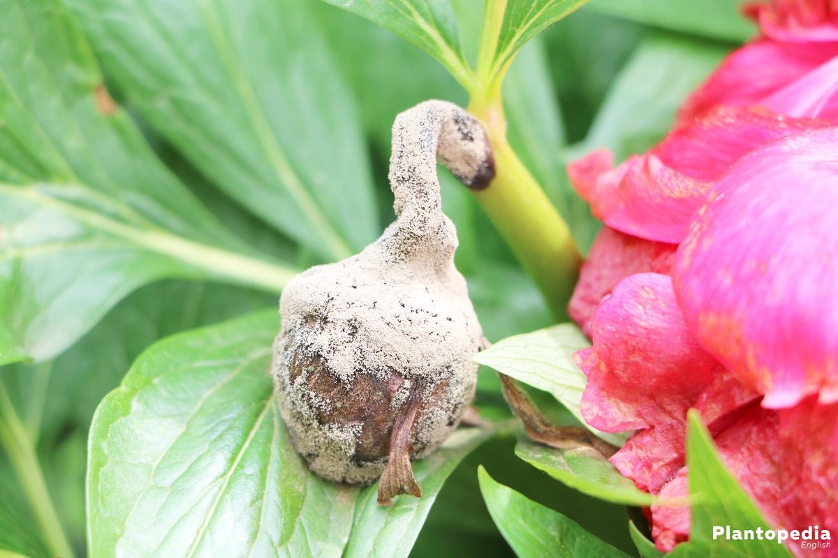 Peonies, Paeonia with infected bud