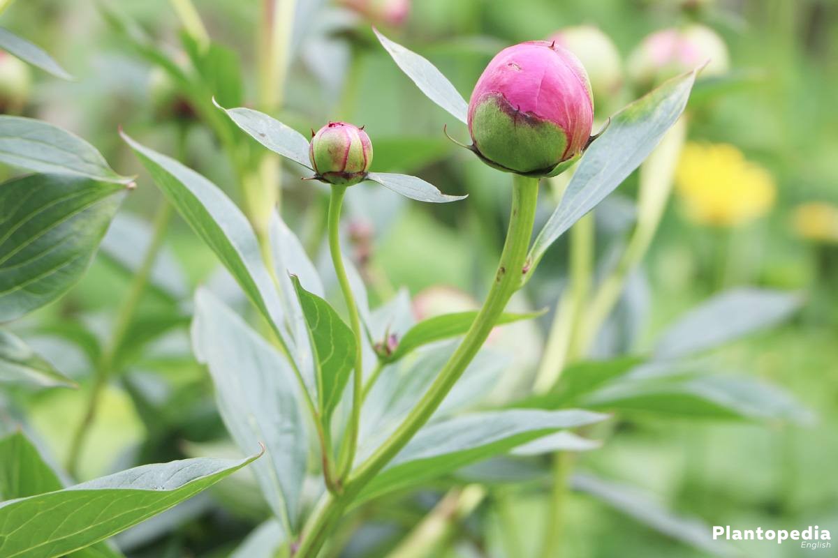 Peonies, Paeonia with clossed blossom buds