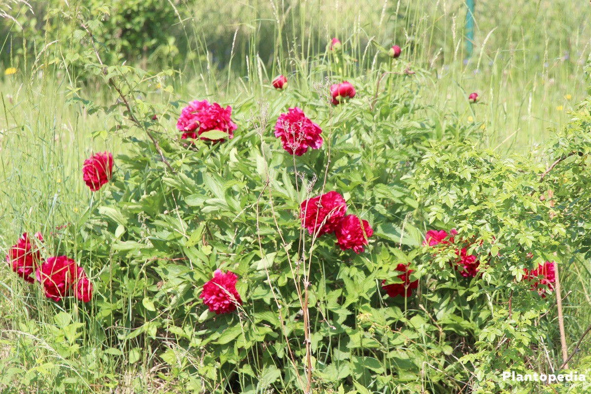 Peonies, Paeonia in many different blossom colors