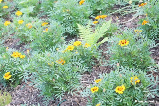 Tagetes, Marigold Flower