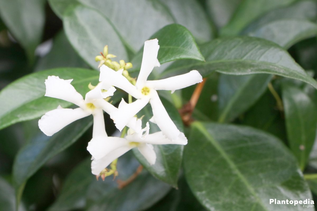 Jasmine is a delicate climbing plant