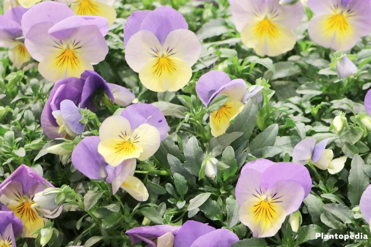 growing pansies, viola tricolor, violet flower - how to grow and