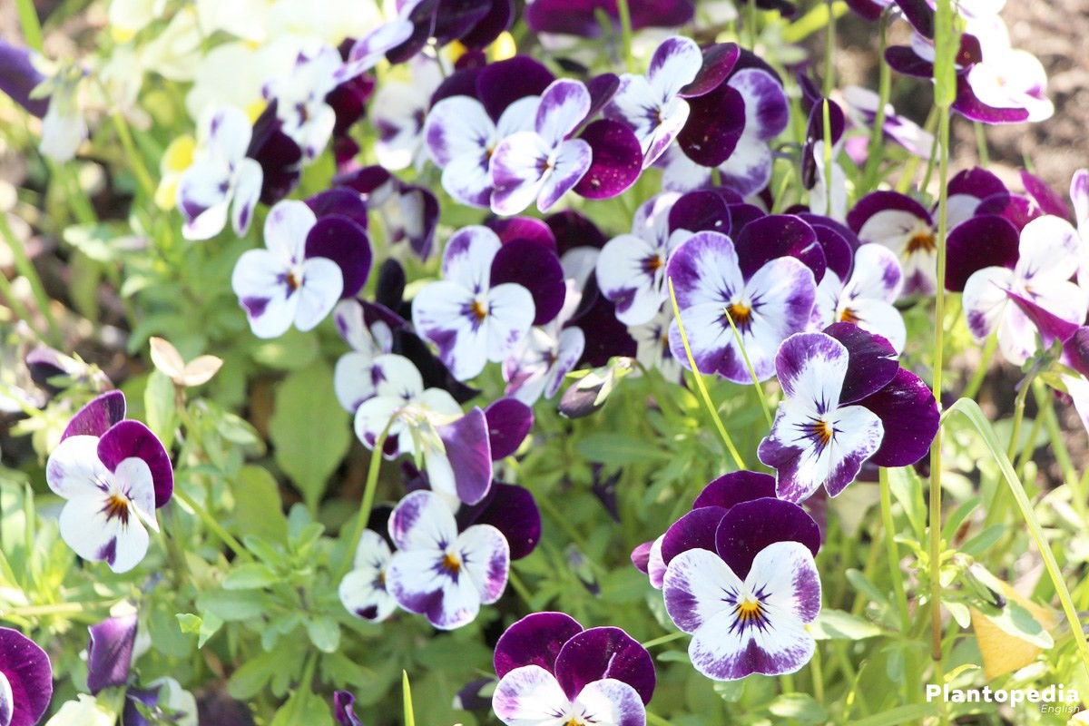 Growing Pansies, Viola Tricolor in the garden patch