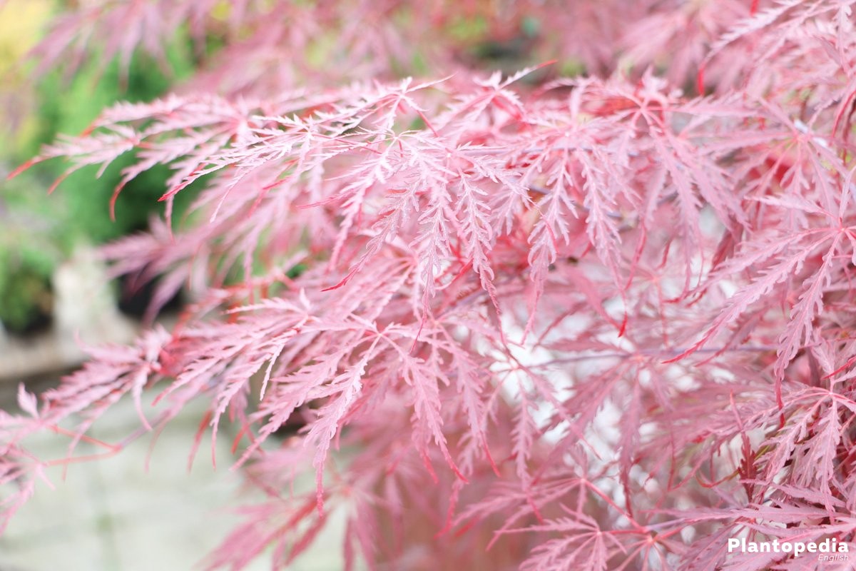 Acer palmatum ‚Crimson Princess‘