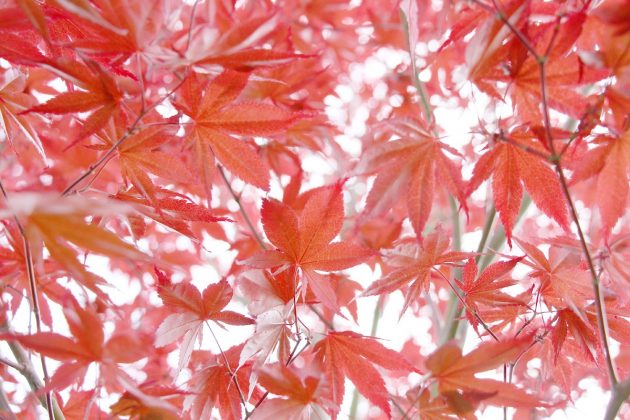 Acer palmatum japonicum