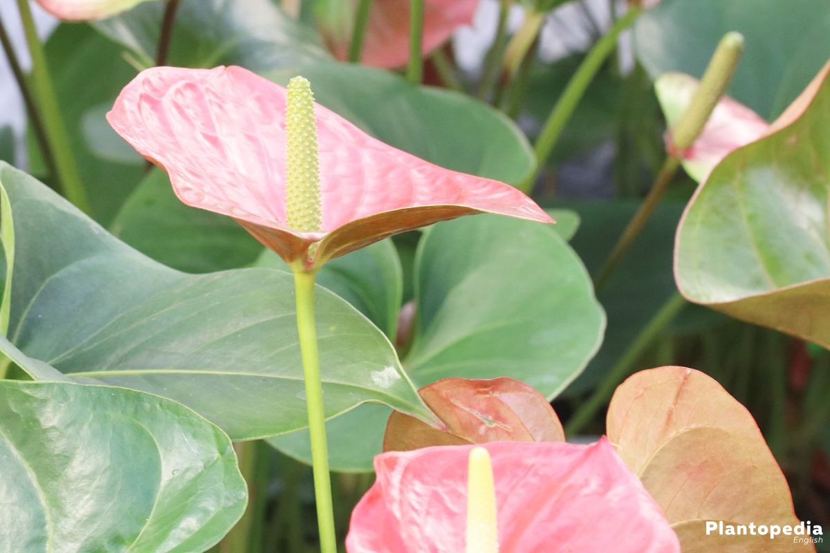 Anthurium andreanum - needs water once or twice a week