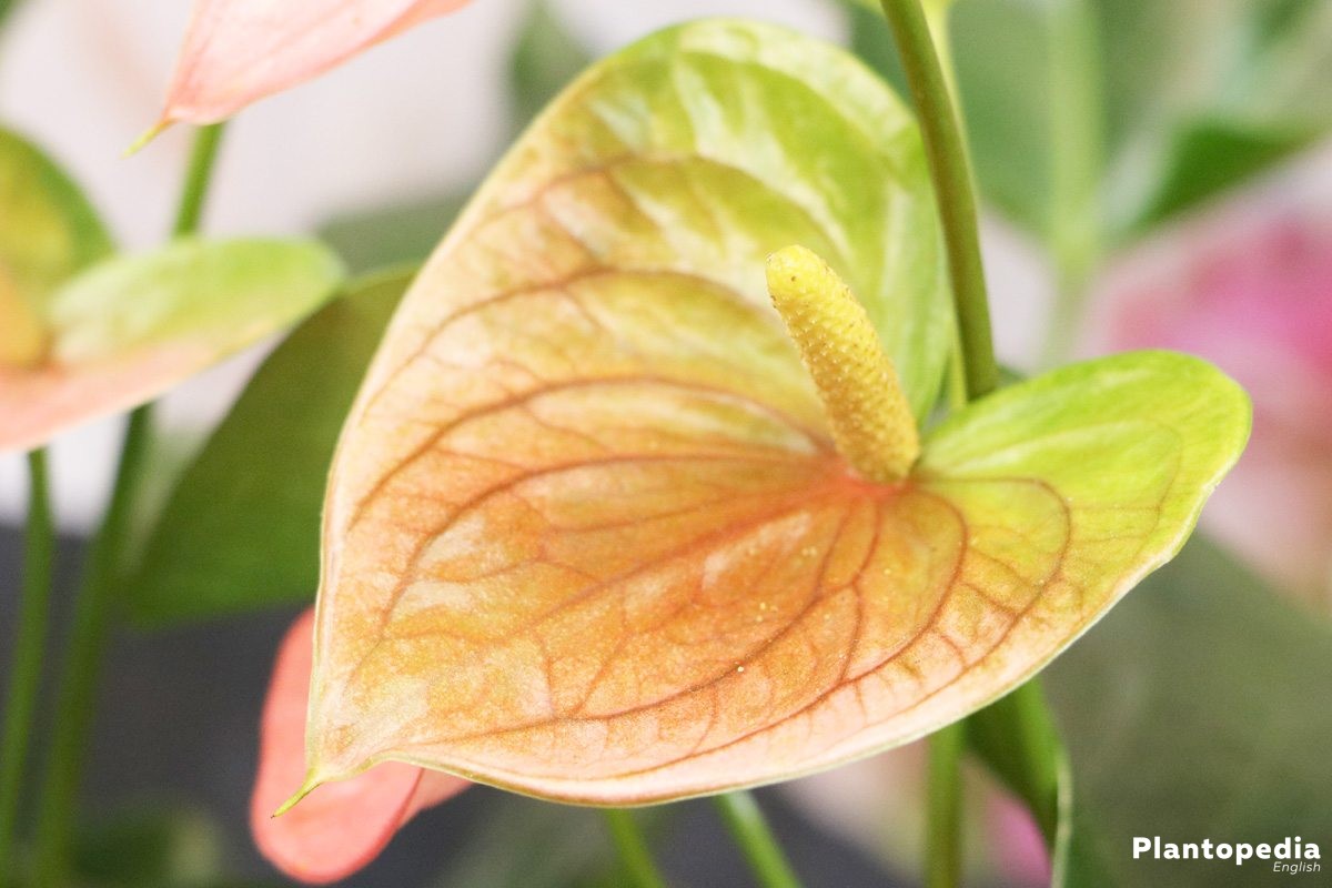 Anthurium andreanum with two-colored flower color