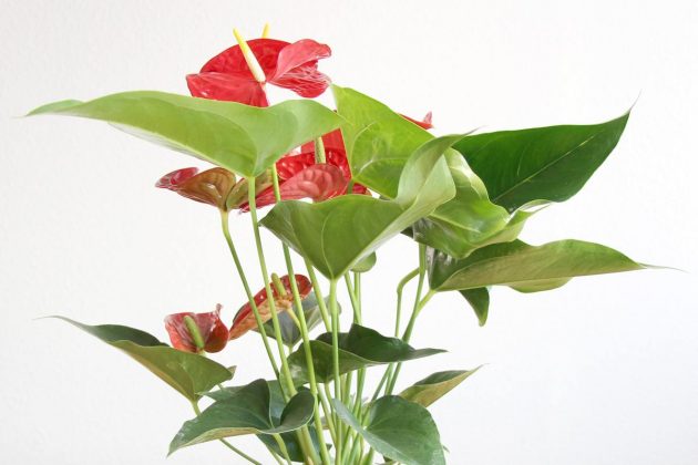 Anthurium andreanum is an evergreen plant