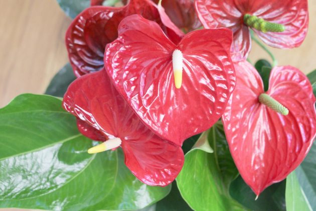 Anthurium andreanum with bright red flower color