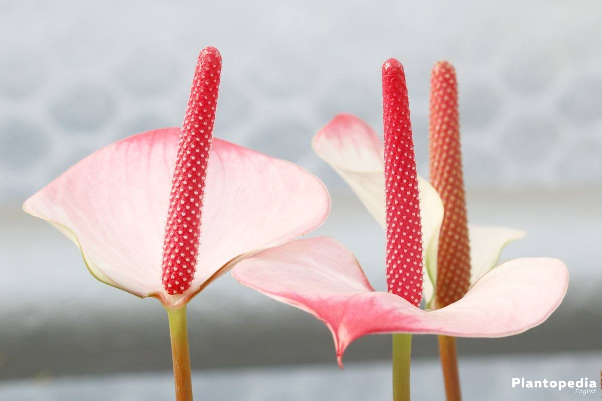 Anthurium andreanum also called flamingo flower