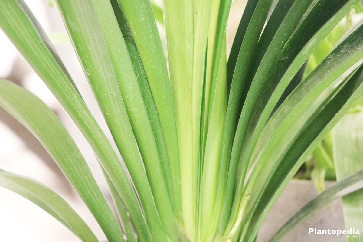 Clivia Miniata with green and shiny leaves