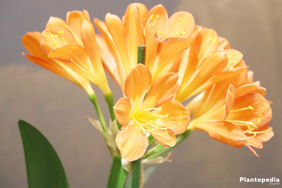 Clivia Miniata with funnel-shaped flowers