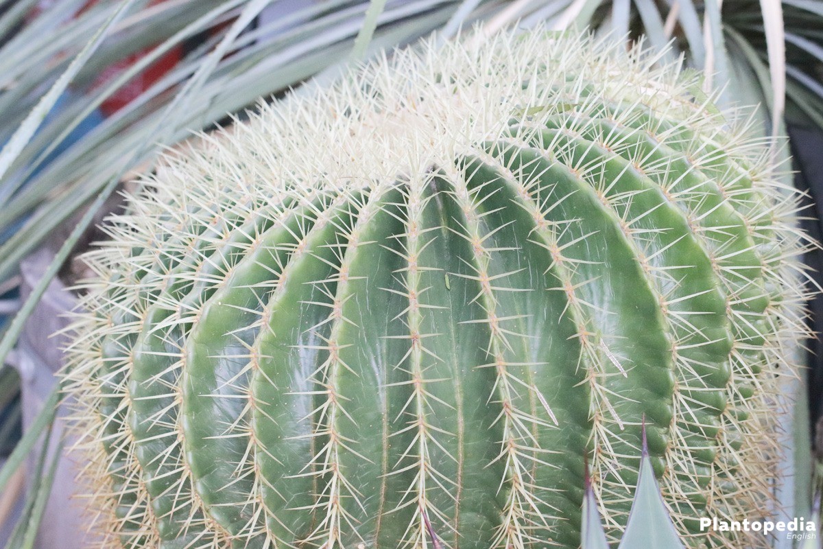 Golden barrel cactus is robust and easy to care