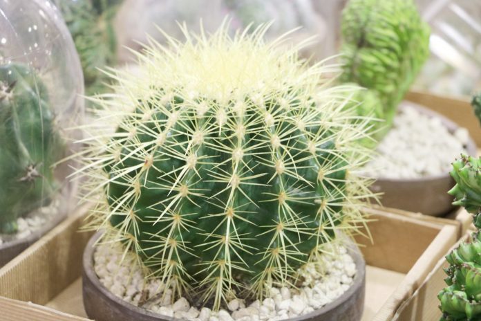 Echinocactus Grusonii, Golden Barrel Cactus