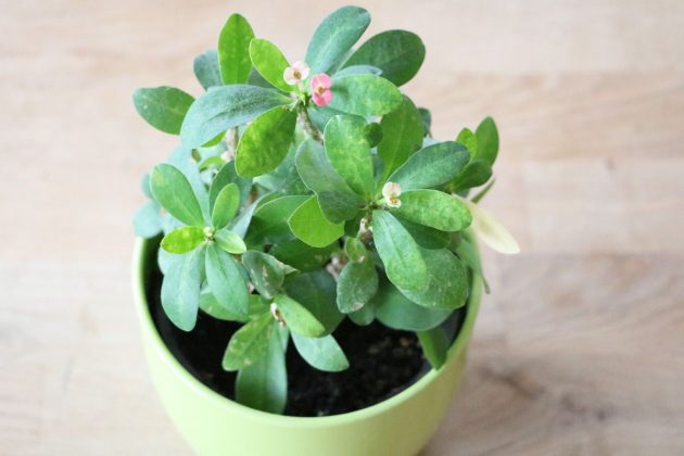 Euphorbia milii as indoor plant