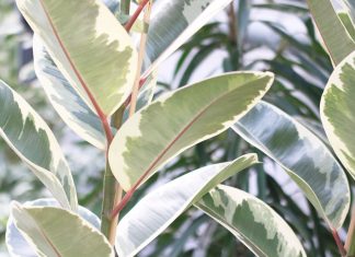 Ficus elastica, rubber bush