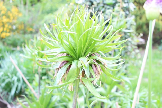 Fritillaria Imperialis, Crown Imperials a beautiful garden plant