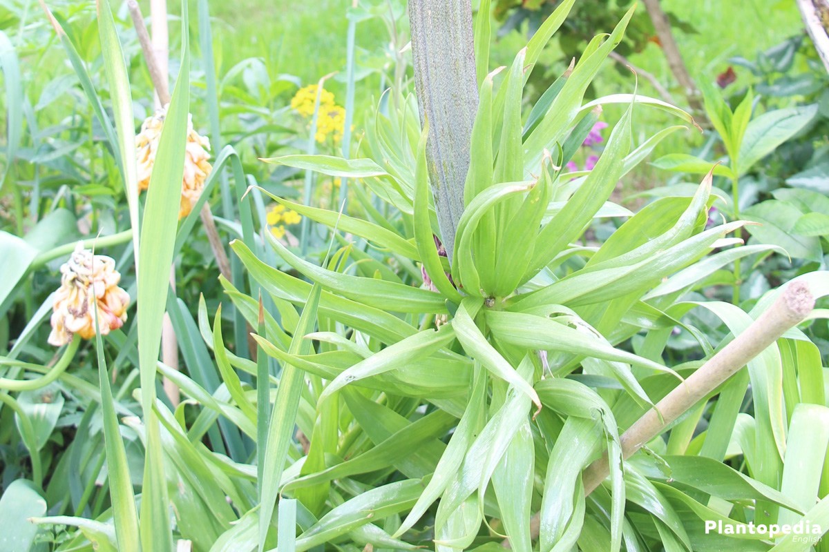 Fritillaria Imperialis, Crown Imperials with a bare branch and tuft foliage