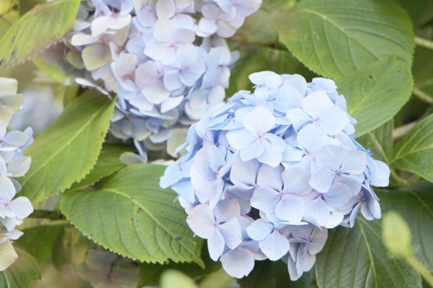 Hydrangeae with light blue flower color