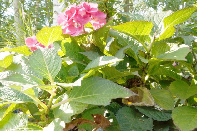 Hydrangeae bloom from June to September